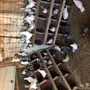 حمام مشاكيل 