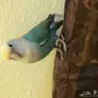 روز اليف