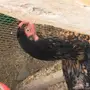 دجاجه باكستانيه لون مميز