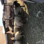 نعيم جدعه ثنيه رباعيه 11راس