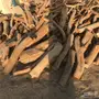 للبيع حطب حمله ونيت غمرتين
