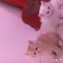 قطط للبيع ذكور واناث صغار
