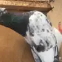 ذكر كمنقر