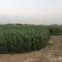 قصب اخضر ويابس للبيع 