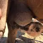 للبيع خلفه مجهم ام المنايح