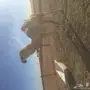 قعود قصب 