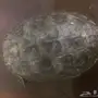 سلحفاة كبيره بسعر ممتاز
