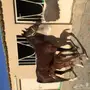  فرس شعبيه تنافس الواهو 