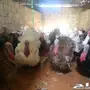 دجاج رومي بياض وديوك  وعرض مغري جدا للكميات