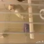 للبيع كناري ابيض