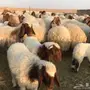 للبيع غنم نعيم مطفيل 