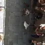 دجاج بلدي 