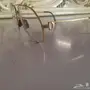 فريم نظاره  كارتير كلاسيك اصلي ذهبي