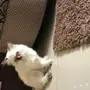 قطه هملايا