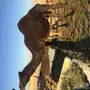 ناقه مجهم لقحه قريبه 