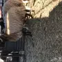 للبيع 3 فحول نعيم