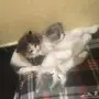 قطط صغار (شهرين) مع قط كبير (ابوهم) للبيع