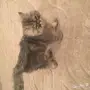 قطه شيرازي امريكي للبيع