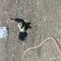 ديك باكستاني 