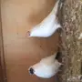 هلمت 
