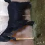 عنز مشروكه 