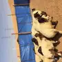 بهم نعيم 