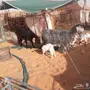 عنز والد عنزين مواليد ماعز معزا معهن تيوس وجف