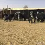 مراح معزاء للبيع 