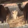 قعدان للبيع