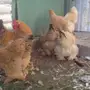 للبيع صوص براهما سلالة خوارج 