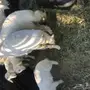 رخلين  