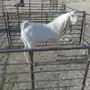 تيس هولندي صنف ابيض