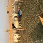 غنم حرية طيبة