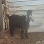 تيس للبيع