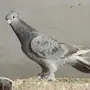 انثى عسليه معقده