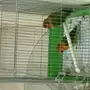 جوز روز جميل