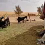 ماعز للبيع