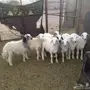 للي البيع  بهم العمر من 4 -5 شهور 