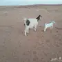 عنز بيضاء معها جفرة بيضاء ماعز معزا 