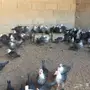 دجاج فيومي اصل