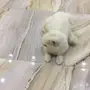 قطه شيرازي فرنسي