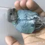 فرخ روز تركواز غر
