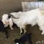تيس فحل ابيض رباع شرط