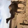 خلفه للبيع 