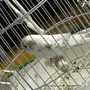 عصفور بادجي