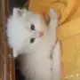 قطط شيرازي صغيرة للبيع