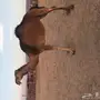 بكرتين حمر مزاين