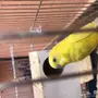 بادجي وروز وكروان للبيع 