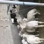 بهم للبيع عاجل جدا جدا عدد 29