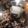 فروخ دجاج بلدي 